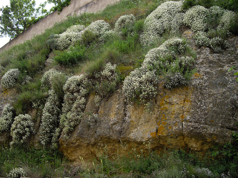 Ptilotrichum spinosum en fleurs sur des éboulis calcaires en Espagne